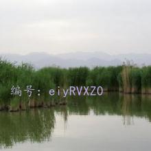 ǱĬ